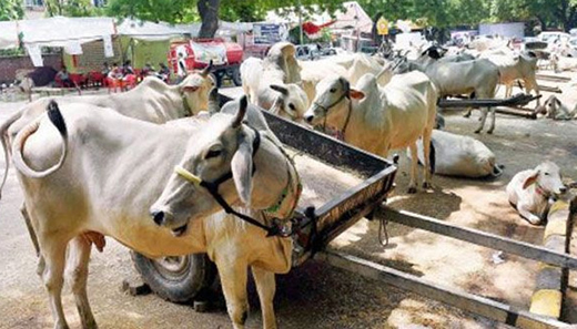 cow slaughter
